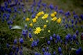 Yellow and Purple Spring Flowers Royalty Free Stock Photo