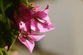 Purple flower in a garden a summer sunny day Royalty Free Stock Photo