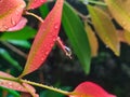 Macro photograhpy on raindrops on colorful leaf