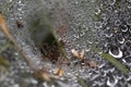 Macro photograph of an adult spider in its web waiting for its victim. Spider`s web covered with dewdrops