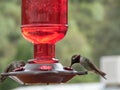 Macro Photograph of Annas Hummingbirds Royalty Free Stock Photo