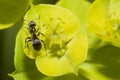 Ant on a yellow flower Royalty Free Stock Photo