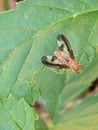 Macro Photograph of an Antlered Flutter Fly Royalty Free Stock Photo