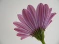 Macro Photograph of Back of African Daisy Flowers