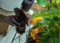 A macro photo of lantana and a butterfly.