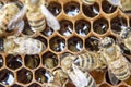 Macro photograph of bees. Dance of the honey bee. Bees in a bee hive on honeycombs. Royalty Free Stock Photo