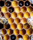 Macro photograph of bees. Dance of the honey bee. Bees in a bee hive on honeycombs Royalty Free Stock Photo