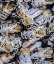 Macro photograph of . Dance of the honey bee. Bees in a bee hive on honeycombs Royalty Free Stock Photo