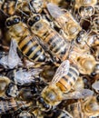 Macro photograph of . Dance of the honey bee. Bees in a bee hive on honeycombs Royalty Free Stock Photo