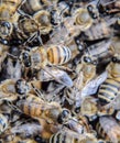 Macro photograph of . Dance of the honey bee. Bees in a bee hive on honeycombs Royalty Free Stock Photo