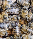 Macro  of bees. Dance of the honey bee. Bees in a bee hive on honeycombs Royalty Free Stock Photo