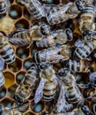 Macro  of bees. Dance of the honey bee. Bees in a bee hive on honeycombs Royalty Free Stock Photo