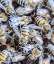 Macro photograph of bees. Dance of the honey . Bees in a bee hive on honeycombs Royalty Free Stock Photo