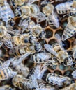 Macro photograph of . Dance of the honey bee. Bees in a bee hive on honeycombs Royalty Free Stock Photo