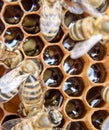 Macro photograph of . Dance of the honey bee. Bees in a bee hive on honeycombs Royalty Free Stock Photo