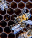 Macro photograph of bees. Dance of the honey bee. Bees in a bee hive on honeycombs Royalty Free Stock Photo