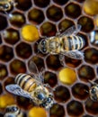 Macro photograph of bees. Dance of the honey bee. Bees in a bee hive on honeycombs Royalty Free Stock Photo