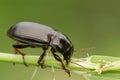 Macro photograph of a beetle sitting on a grass stalk. The beetle is eating the grass.