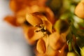 Macro photograph of a bouquet of different colored flowers