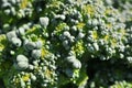 A macro photograph of Broccoli flower head. Royalty Free Stock Photo