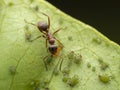 brown ant interacting with a group of green aphids on a leaf Royalty Free Stock Photo