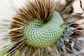 Macro photograph of brown dandelion seeds