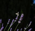 Cabbage white butterfly in flight above a lavender plant Royalty Free Stock Photo