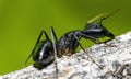 The giant black ant Camponotus Xerxes