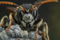 Intimidating Stare: The Bald-Faced Hornet Close Up Royalty Free Stock Photo