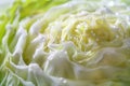 Macro photograph captures the intricate layers and ruffles of a cabbage