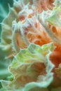 Macro photograph captures the intricate layers and ruffles of a cabbage