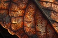 Close up of brown dry autumn leaf texture. Royalty Free Stock Photo
