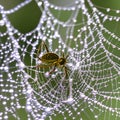 A macro photograph capturing the delicate details of a dew-covered spider\'s web2, Generative AI