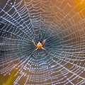 A macro photograph capturing the delicate details of a dew-covered spider\'s web1, Generative AI