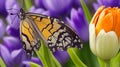 A macro photograph capturing the intricate details of a butterfly perched on a tulip