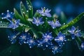 A macro photograph of a cluster of glistening, early morning dew on a spiderwort