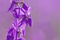 Consolida ajacis purple flower