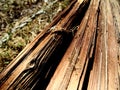 Macro Photograph of Cracked Wooden Pole