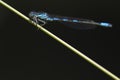 Macro photograph of dragonfly perched on a grass. original and artistic composition generating diagonal and perpendicular lines