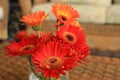 Fall flowers Gerbera in a glass vase. Royalty Free Stock Photo