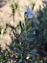 Macro Photo of Rosemary Plant with Flower Royalty Free Stock Photo