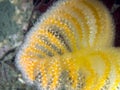 Orange Sea Pen Ptilosarcus gurneyi