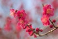 Macro photograph of flowers of Prunus mume Beni-chidori Tree