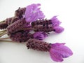 Macro Photograph of French Lavender Flowers Royalty Free Stock Photo