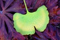 Ginkgo biloba leaf with dew drops Royalty Free Stock Photo