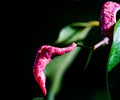 Macro photograph of a green leaf with magenta protuberance