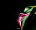 Macro photograph of a green leaf with magenta protuberance