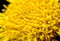 Yellow flower head of an ornamental plant Royalty Free Stock Photo