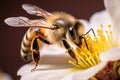 Macro photograph of a honey bee on a flower Honey bee collecting nectar Royalty Free Stock Photo