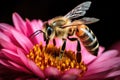 Macro photograph of a honey bee on a flower Honey bee collecting nectar Royalty Free Stock Photo